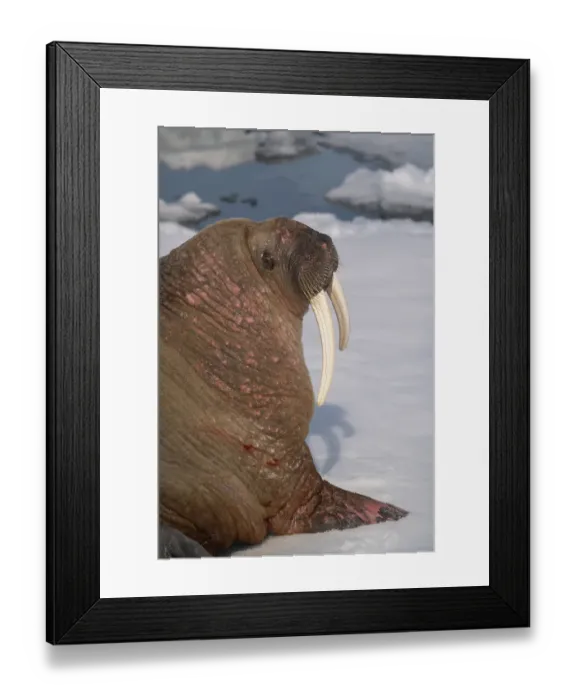 Framed Print : Norway, Svalbard. Close-up of male walrus on ice floe in Arctic Ocean. ©Don Grall / Jaynes Gallery / DanitaDelimont.com Framed Print : Norway, Svalbard. Close-up of male walrus on ice floe in Arctic Ocean. ©Don Grall / Jaynes Gallery / DanitaDelimont.com