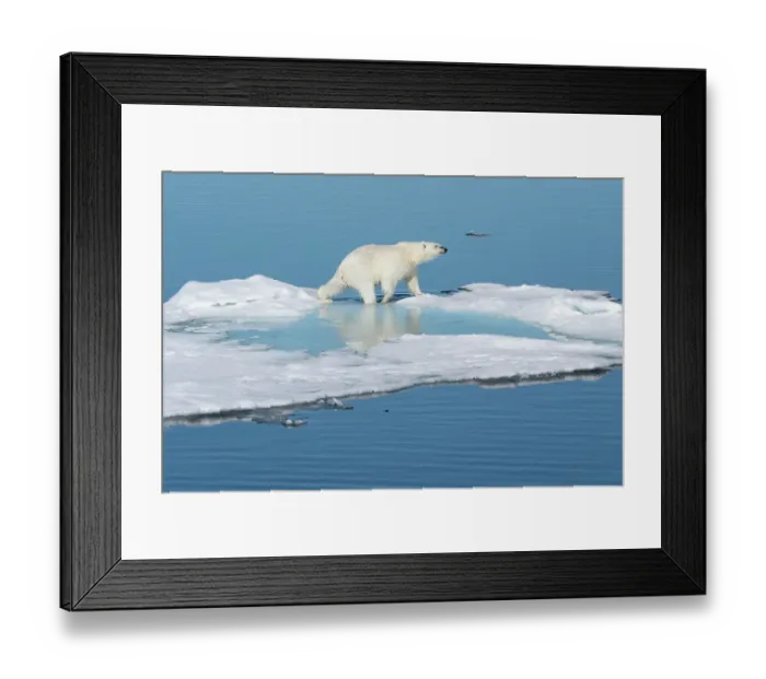Framed Print : Norway, Svalbard. Polar bear on ice floe in Arctic Ocean. ©Don Grall  /  Jaynes Gallery  /  DanitaDelimont.com
