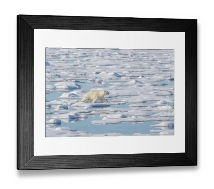 Framed Print : Norway, Svalbard. Polar bear sow runs toward seal kill. ©Don Grall / Jaynes Gallery / DanitaDelimont.com Framed Print : Norway, Svalbard. Polar bear sow runs toward seal kill. ©Don Grall / Jaynes Gallery / DanitaDelimont.com