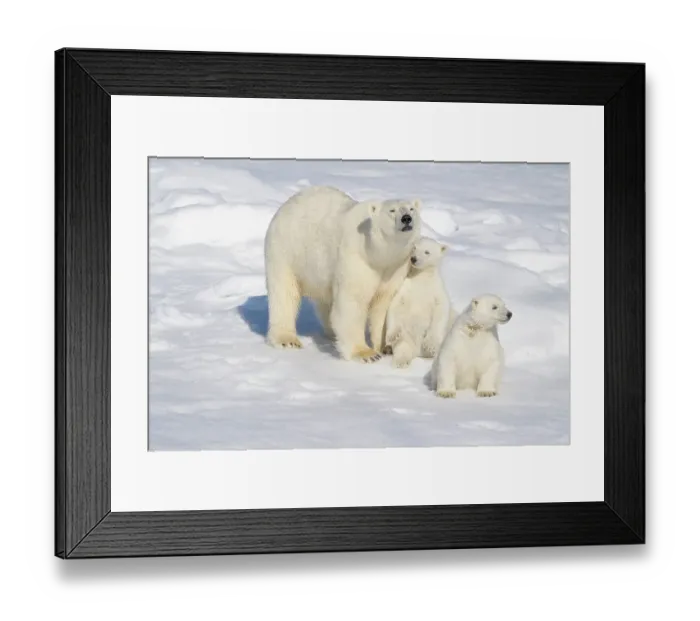 Framed Print : Norway, Svalbard. Polar bear mother and cubs on pack ice in Arctic Ocean. ©Don Grall  /  Jaynes Gallery  /  DanitaDelimont.com