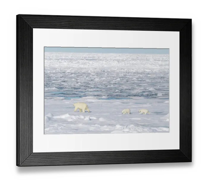 Framed Print : Norway, Svalbard. Polar bear mother and cubs on pack ice in Arctic Ocean. ©Don Grall / Jaynes Gallery / DanitaDelimont.com Framed Print : Norway, Svalbard. Polar bear mother and cubs on pack ice in Arctic Ocean. ©Don Grall / Jaynes Gallery / DanitaDelimont.com