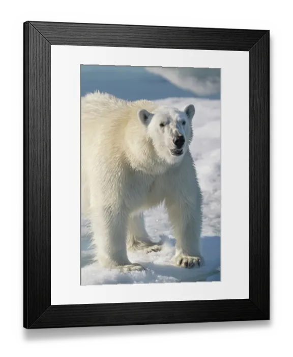 Framed Print : Norway, Svalbard. Close-up of polar bear male on ice. ©Don Grall / Jaynes Gallery / DanitaDelimont.com Framed Print : Norway, Svalbard. Close-up of polar bear male on ice. ©Don Grall / Jaynes Gallery / DanitaDelimont.com