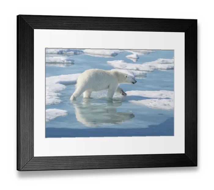 Framed Print : Norway, Svalbard. Polar bear male on ice floe. ©Don Grall / Jaynes Gallery / DanitaDelimont.com Framed Print : Norway, Svalbard. Polar bear male on ice floe. ©Don Grall / Jaynes Gallery / DanitaDelimont.com