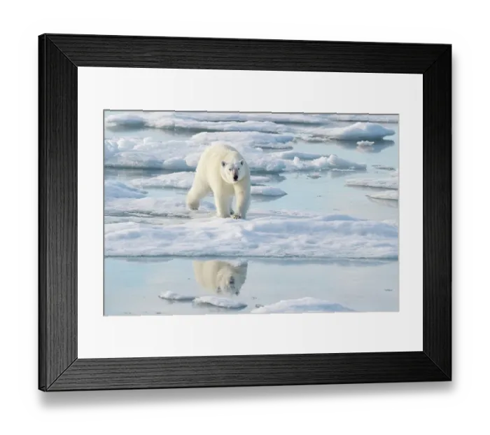 Framed Print : Norway, Svalbard. Polar bear crossing pack ice. ©Don Grall / Jaynes Gallery / DanitaDelimont.com Framed Print : Norway, Svalbard. Polar bear crossing pack ice. ©Don Grall / Jaynes Gallery / DanitaDelimont.com