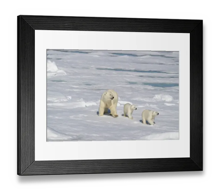 Framed Print : Norway, Svalbard. Polar bear mother and cubs on pack ice in Arctic Ocean. ©Don Grall  /  Jaynes Gallery  /  DanitaDelimont.com