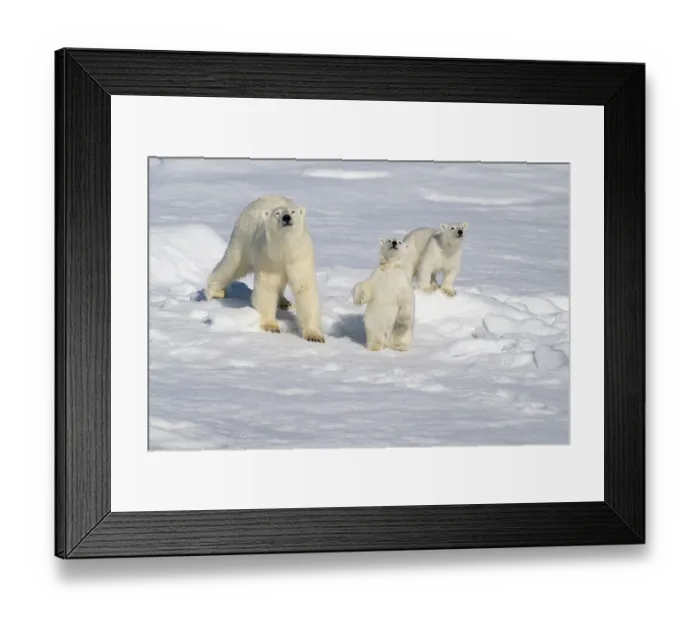 Framed Print : Norway, Svalbard. Polar bear mother and cubs on pack ice in Arctic Ocean. ©Don Grall / Jaynes Gallery / DanitaDelimont.com Framed Print : Norway, Svalbard. Polar bear mother and cubs on pack ice in Arctic Ocean. ©Don Grall / Jaynes Gallery / DanitaDelimont.com