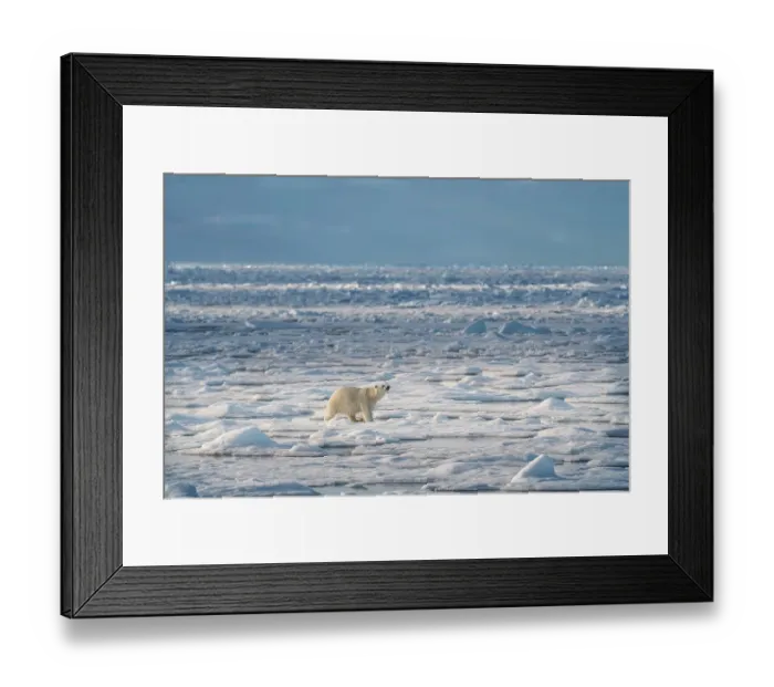 Framed Print : Norway, Svalbard. Polar bear on pack ice at sunrise. ©Don Grall  /  Jaynes Gallery  /  DanitaDelimont.com