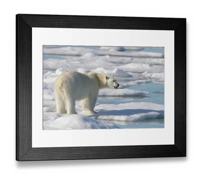 Framed Print : Norway, Svalbard. Close-up of polar bear male on ice floe. ©Don Grall / Jaynes Gallery / DanitaDelimont.com Framed Print : Norway, Svalbard. Close-up of polar bear male on ice floe. ©Don Grall / Jaynes Gallery / DanitaDelimont.com