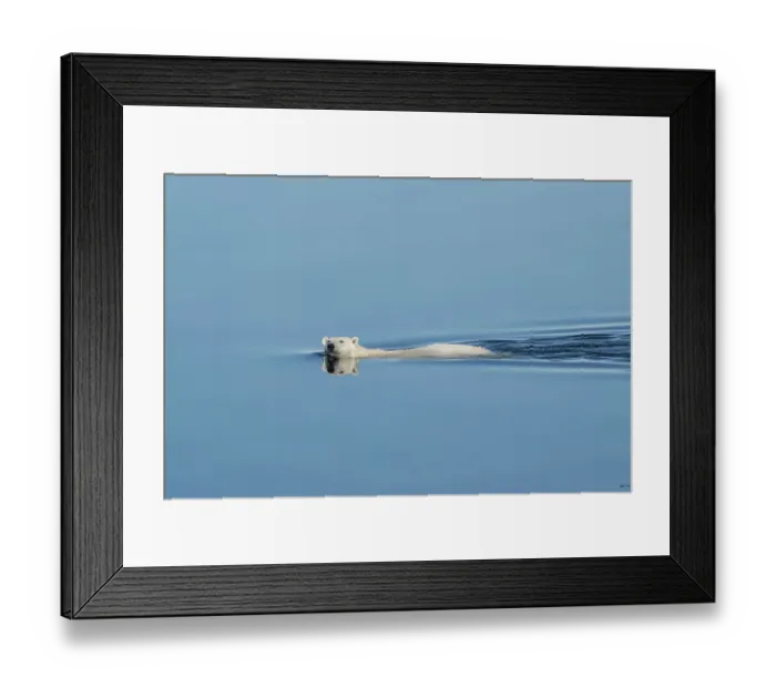 Framed Print : Norway, Svalbard. Polar bear swimming in Arctic Ocean. ©Don Grall / Jaynes Gallery / DanitaDelimont.com Framed Print : Norway, Svalbard. Polar bear swimming in Arctic Ocean. ©Don Grall / Jaynes Gallery / DanitaDelimont.com