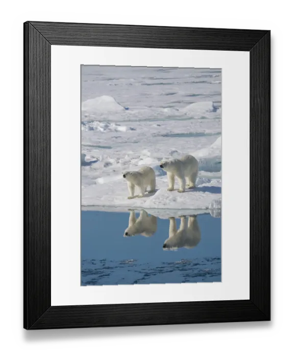 Framed Print : Norway, Svalbard. Reflection of polar bear sow and cub on ice. ©Don Grall  /  Jaynes Gallery  /  DanitaDelimont.com