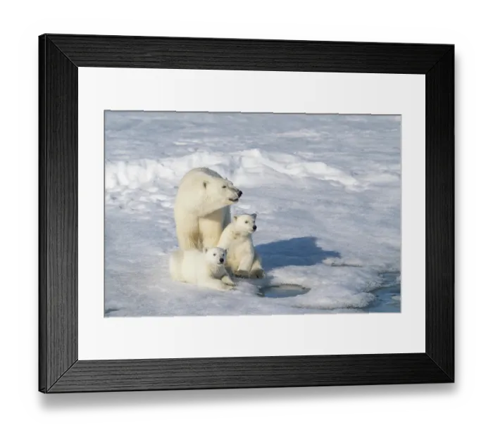 Framed Print : Norway, Svalbard. Polar bear mother and cubs on pack ice in Arctic Ocean. ©Don Grall / Jaynes Gallery / DanitaDelimont.com Framed Print : Norway, Svalbard. Polar bear mother and cubs on pack ice in Arctic Ocean. ©Don Grall / Jaynes Gallery / DanitaDelimont.com
