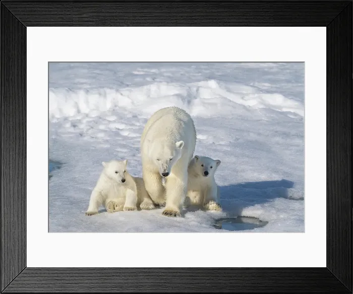 Framed Print : Norway, Svalbard. Polar bear mother and cubs on pack ice in Arctic Ocean. ©Don Grall / Jaynes Gallery / DanitaDelimont.com Framed Print : Norway, Svalbard. Polar bear mother and cubs on pack ice in Arctic Ocean. ©Don Grall / Jaynes Gallery / DanitaDelimont.com