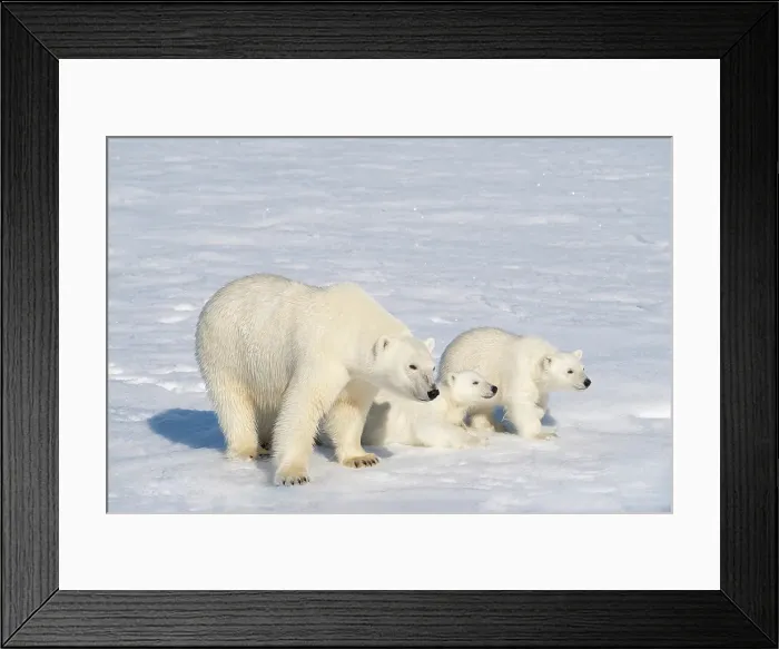 Framed Print : Norway, Svalbard. Polar bear mother and cubs on pack ice in Arctic Ocean. ©Don Grall / Jaynes Gallery / DanitaDelimont.com Framed Print : Norway, Svalbard. Polar bear mother and cubs on pack ice in Arctic Ocean. ©Don Grall / Jaynes Gallery / DanitaDelimont.com