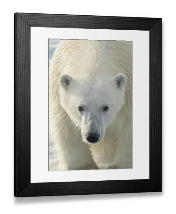 Framed Print : Norway, Svalbard. Close-up of polar bear male. ©Don Grall / Jaynes Gallery / DanitaDelimont.com Framed Print : Norway, Svalbard. Close-up of polar bear male. ©Don Grall / Jaynes Gallery / DanitaDelimont.com