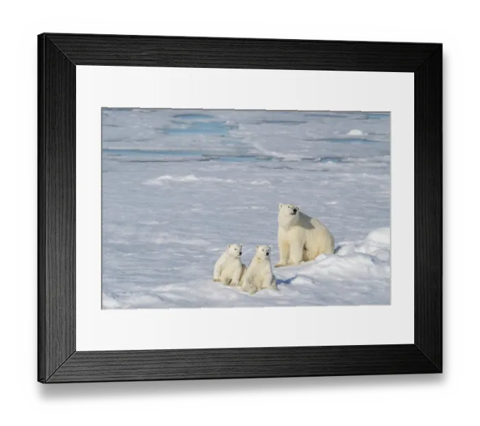 Framed Print : Norway, Svalbard. Polar bear mother and cubs on pack ice in Arctic Ocean. ©Don Grall / Jaynes Gallery / DanitaDelimont.com Framed Print : Norway, Svalbard. Polar bear mother and cubs on pack ice in Arctic Ocean. ©Don Grall / Jaynes Gallery / DanitaDelimont.com