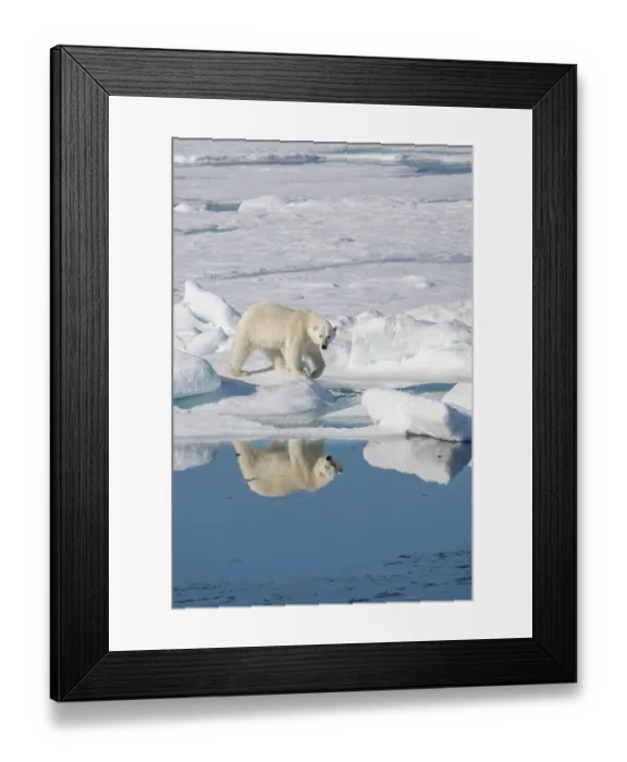 Framed Print : Norway, Svalbard. Polar bear sow on pack ice. ©Don Grall / Jaynes Gallery / DanitaDelimont.com Framed Print : Norway, Svalbard. Polar bear sow on pack ice. ©Don Grall / Jaynes Gallery / DanitaDelimont.com