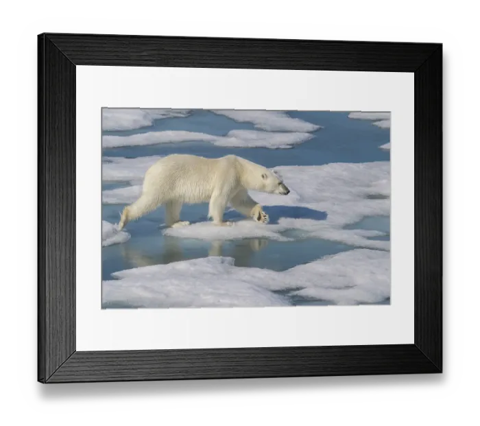 Framed Print : Norway, Svalbard. Polar bear crossing pack ice. ©Don Grall  /  Jaynes Gallery  /  DanitaDelimont.com