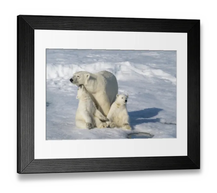 Framed Print : Norway, Svalbard. Polar bear mother and cubs on pack ice in Arctic Ocean. ©Don Grall / Jaynes Gallery / DanitaDelimont.com Framed Print : Norway, Svalbard. Polar bear mother and cubs on pack ice in Arctic Ocean. ©Don Grall / Jaynes Gallery / DanitaDelimont.com