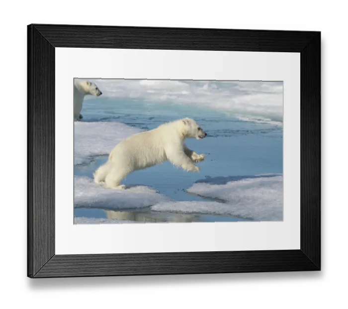 Framed Print : Norway, Svalbard. Polar bear cub jumping across water on pack ice. ©Don Grall / Jaynes Gallery / DanitaDelimont.com Framed Print : Norway, Svalbard. Polar bear cub jumping across water on pack ice. ©Don Grall / Jaynes Gallery / DanitaDelimont.com