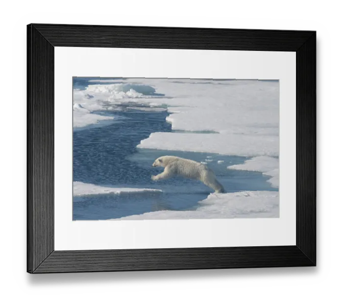 Framed Print : Norway, Svalbard. Polar bear jumping across water between ice floes. ©Don Grall / Jaynes Gallery / DanitaDelimont.com Framed Print : Norway, Svalbard. Polar bear jumping across water between ice floes. ©Don Grall / Jaynes Gallery / DanitaDelimont.com