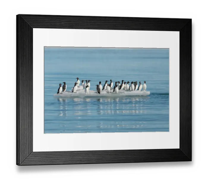 Framed Print : Norway, Svalbard. Thick-billed murre birds on ice floe. ©Don Grall  /  Jaynes Gallery  /  DanitaDelimont.com