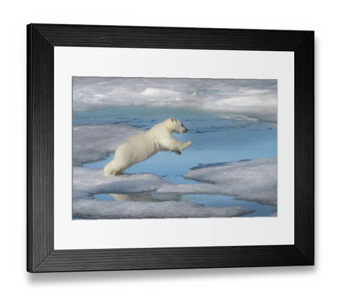Framed Print : Norway, Svalbard. Polar bear cub jumping across water on pack ice. ©Don Grall / Jaynes Gallery / DanitaDelimont.com Framed Print : Norway, Svalbard. Polar bear cub jumping across water on pack ice. ©Don Grall / Jaynes Gallery / DanitaDelimont.com