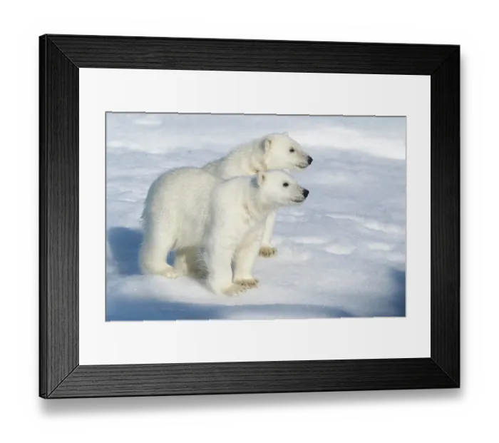 Framed Print : Norway, Svalbard. Polar bear cubs on pack ice. ©Don Grall / Jaynes Gallery / DanitaDelimont.com Framed Print : Norway, Svalbard. Polar bear cubs on pack ice. ©Don Grall / Jaynes Gallery / DanitaDelimont.com