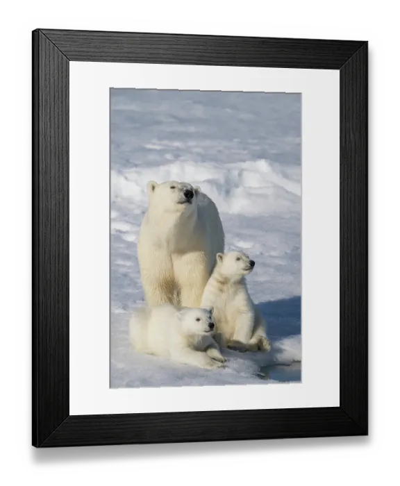 Framed Print : Norway, Svalbard. Polar bear mother and cubs on pack ice in Arctic Ocean. ©Don Grall  /  Jaynes Gallery  /  DanitaDelimont.com