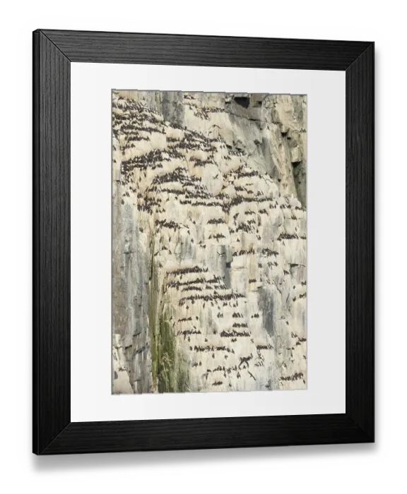 Framed Print : Norway, Svalbard. Thick-billed murre bird nests on Alkefjellet cliffs. ©Don Grall  /  Jaynes Gallery  /  DanitaDelimont.com
