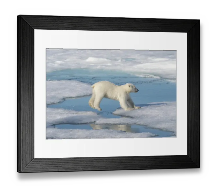 Framed Print : Norway, Svalbard. Polar bear cub jumping across water on pack ice. ©Don Grall / Jaynes Gallery / DanitaDelimont.com Framed Print : Norway, Svalbard. Polar bear cub jumping across water on pack ice. ©Don Grall / Jaynes Gallery / DanitaDelimont.com