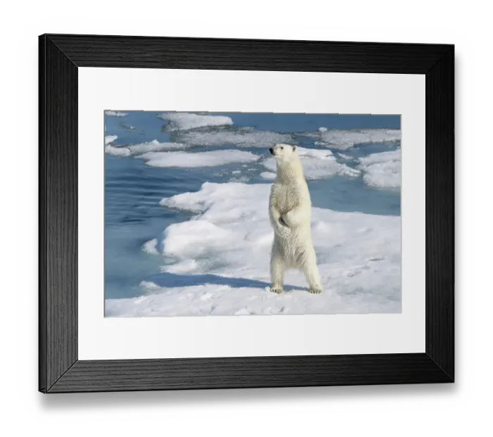 Framed Print : Norway, Svalbard. Male polar bear standing on ice floe in Arctic Ocean. ©Don Grall  /  Jaynes Gallery  /  DanitaDelimont.com