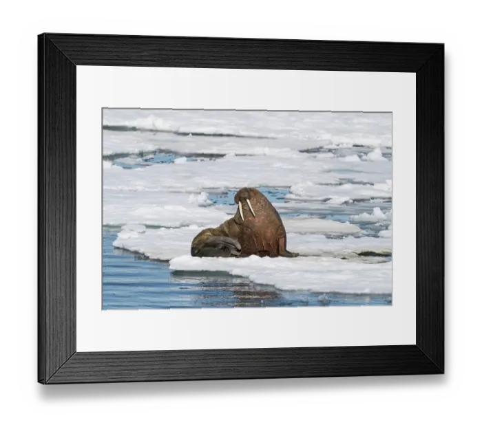 Framed Print : Norway, Svalbard. Bearded seal on an ice floe in Arctic Ocean. ©Don Grall / Jaynes Gallery / DanitaDelimont.com Framed Print : Norway, Svalbard. Bearded seal on an ice floe in Arctic Ocean. ©Don Grall / Jaynes Gallery / DanitaDelimont.com