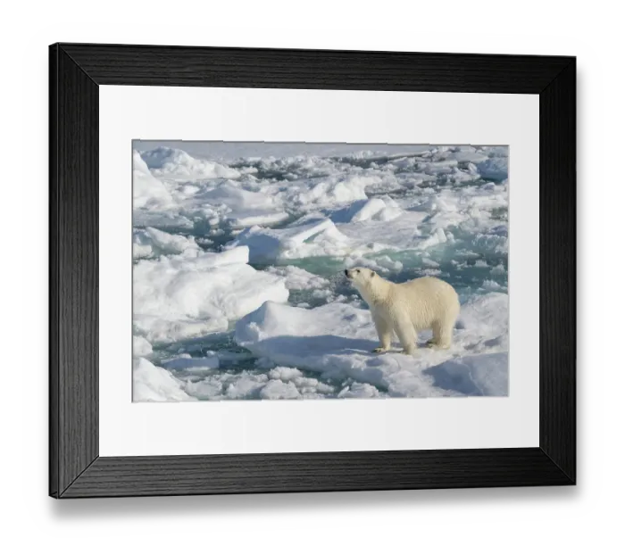 Framed Print : Norway, Svalbard. Male polar bear walking across pack ice in Arctic Ocean. ©Don Grall / Jaynes Gallery / DanitaDelimont.com Framed Print : Norway, Svalbard. Male polar bear walking across pack ice in Arctic Ocean. ©Don Grall / Jaynes Gallery / DanitaDelimont.com
