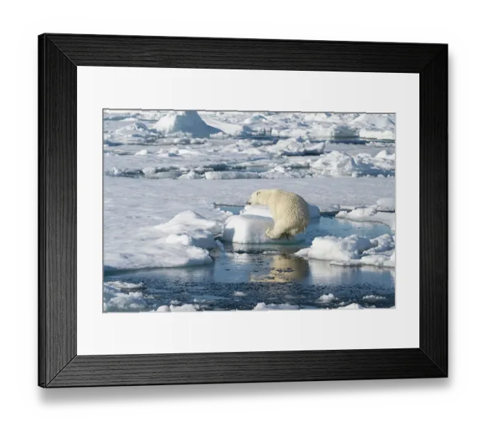 Framed Print : Norway, Svalbard. Polar bear jumping across water in Arctic Ocean. ©Don Grall / Jaynes Gallery / DanitaDelimont.com Framed Print : Norway, Svalbard. Polar bear jumping across water in Arctic Ocean. ©Don Grall / Jaynes Gallery / DanitaDelimont.com