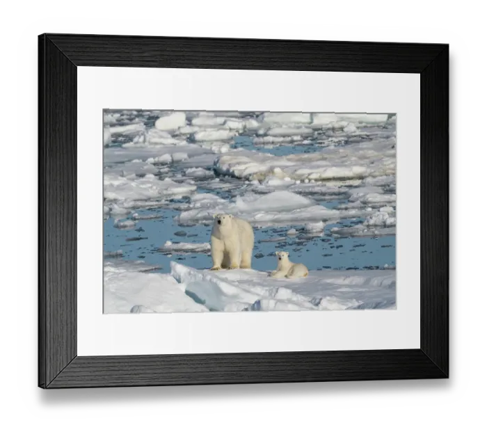 Framed Print : Norway, Svalbard. Sow polar bear with cub on pack ice in Arctic Ocean. ©Don Grall / Jaynes Gallery / DanitaDelimont.com Framed Print : Norway, Svalbard. Sow polar bear with cub on pack ice in Arctic Ocean. ©Don Grall / Jaynes Gallery / DanitaDelimont.com