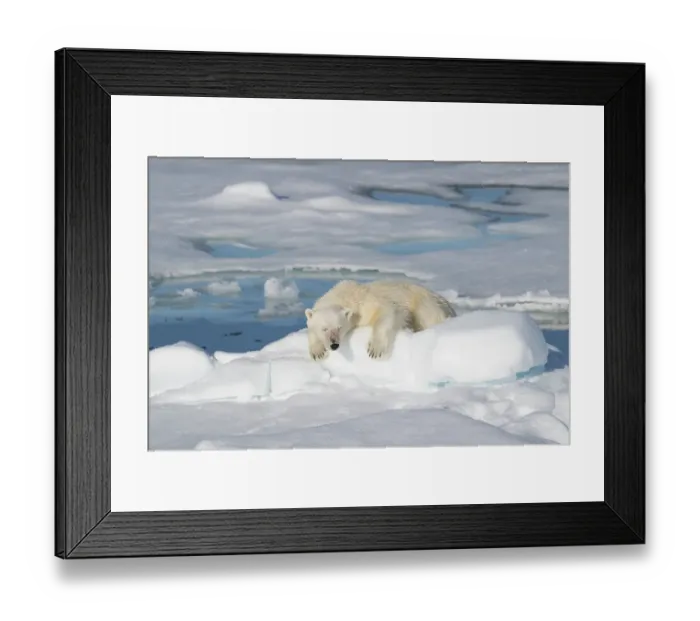 Framed Print : Norway, Svalbard. Male polar bear resting on pack ice in Arctic Ocean. ©Don Grall  /  Jaynes Gallery  /  DanitaDelimont.com