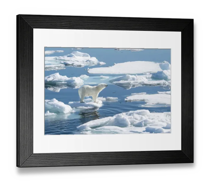 Framed Print : Norway, Svalbard. Wet male polar bear on pack ice in Arctic Ocean. ©Don Grall  /  Jaynes Gallery  /  DanitaDelimont.com
