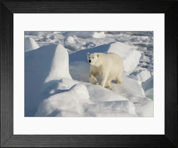 Framed Print : Norway, Svalbard. Male polar bear walking across pack ice in Arctic Ocean. ©Don Grall  /  Jaynes Gallery  /  DanitaDelimont.com