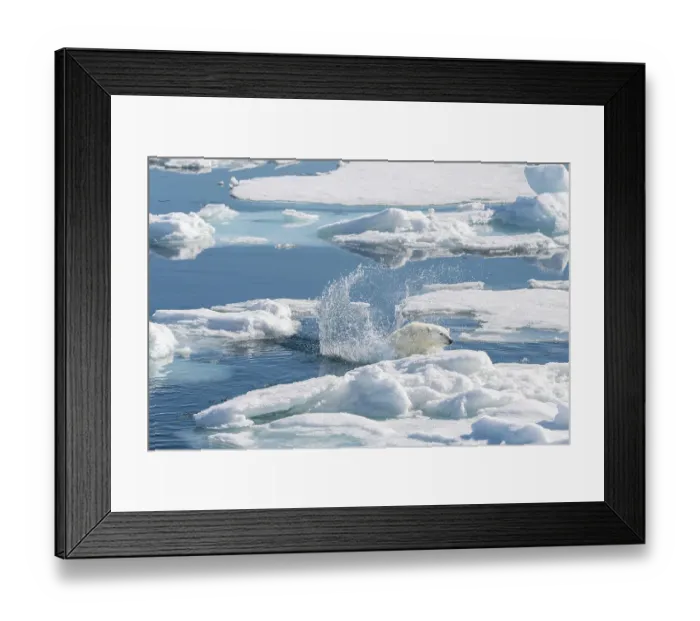 Framed Print : Norway, Svalbard. Polar bear jumping on pack ice in Arctic Ocean. ©Don Grall / Jaynes Gallery / DanitaDelimont.com Framed Print : Norway, Svalbard. Polar bear jumping on pack ice in Arctic Ocean. ©Don Grall / Jaynes Gallery / DanitaDelimont.com