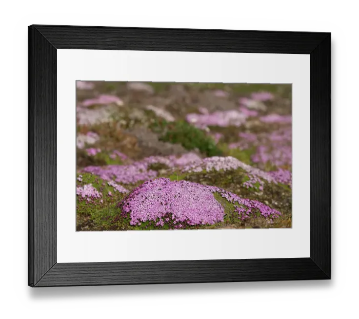 Framed Print : Norway, Svalbard. Moss campion pink wildflower close-up. ©Don Grall / Jaynes Gallery / DanitaDelimont.com Framed Print : Norway, Svalbard. Moss campion pink wildflower close-up. ©Don Grall / Jaynes Gallery / DanitaDelimont.com