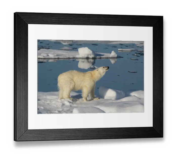 Framed Print : Norway, Svalbard. Male polar bear walking across pack ice in Arctic Ocean. ©Don Grall / Jaynes Gallery / DanitaDelimont.com Framed Print : Norway, Svalbard. Male polar bear walking across pack ice in Arctic Ocean. ©Don Grall / Jaynes Gallery / DanitaDelimont.com