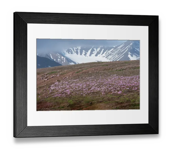 Framed Print : Norway, Svalbard. Moss campion pink wildflower and tundra on hillside. ©Don Grall  /  Jaynes Gallery  /  DanitaDelimont.com
