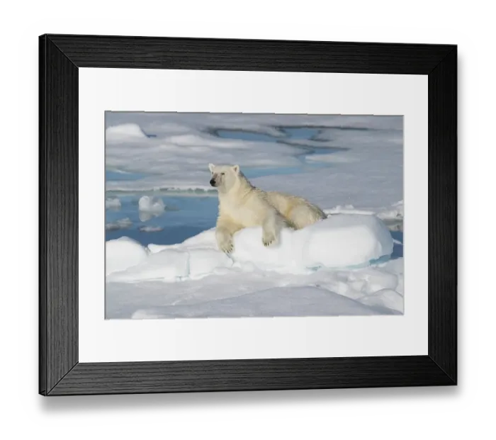 Framed Print : Norway, Svalbard. Male polar bear resting on pack ice in Arctic Ocean. ©Don Grall / Jaynes Gallery / DanitaDelimont.com Framed Print : Norway, Svalbard. Male polar bear resting on pack ice in Arctic Ocean. ©Don Grall / Jaynes Gallery / DanitaDelimont.com