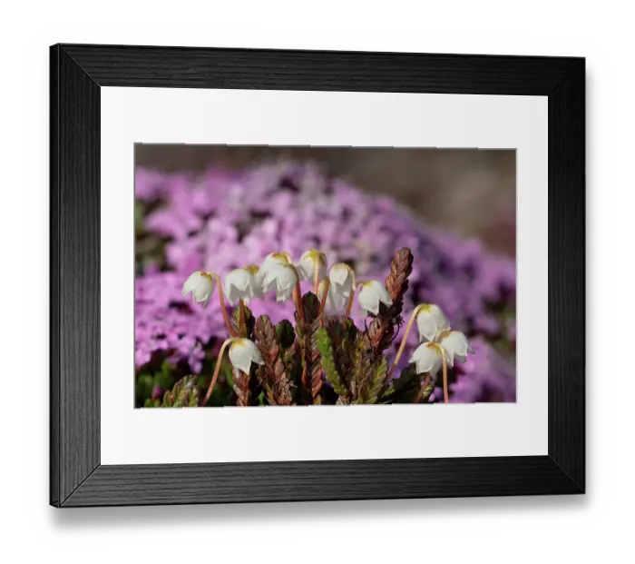 Framed Print : Norway, Svalbard. Close-up of white Arctic bell heather flowers. ©Don Grall / Jaynes Gallery / DanitaDelimont.com Framed Print : Norway, Svalbard. Close-up of white Arctic bell heather flowers. ©Don Grall / Jaynes Gallery / DanitaDelimont.com