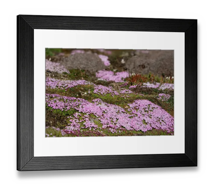 Framed Print : Norway, Svalbard. Moss campion pink wildflower close-up. ©Don Grall  /  Jaynes Gallery  /  DanitaDelimont.com