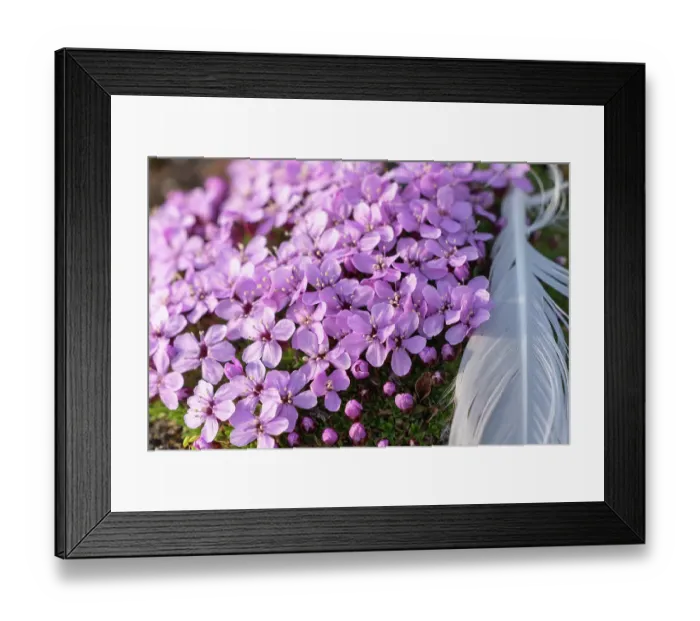 Framed Print : Norway, Svalbard. Moss campion pink wildflower and feather close-up. ©Don Grall / Jaynes Gallery / DanitaDelimont.com Framed Print : Norway, Svalbard. Moss campion pink wildflower and feather close-up. ©Don Grall / Jaynes Gallery / DanitaDelimont.com