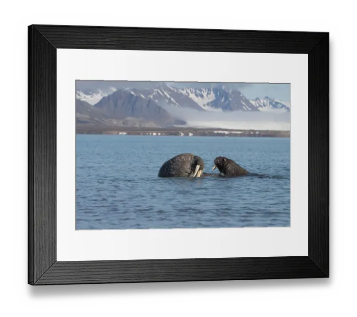Framed Print : Norway, Svalbard. Close-up of walruses in ocean. ©Don Grall / Jaynes Gallery / DanitaDelimont.com Framed Print : Norway, Svalbard. Close-up of walruses in ocean. ©Don Grall / Jaynes Gallery / DanitaDelimont.com
