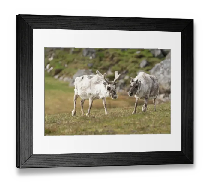 Framed Print : Norway, Svalbard. Reindeer grazing on tundra. ©Don Grall / Jaynes Gallery / DanitaDelimont.com Framed Print : Norway, Svalbard. Reindeer grazing on tundra. ©Don Grall / Jaynes Gallery / DanitaDelimont.com