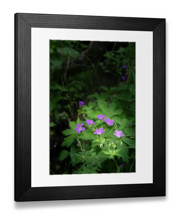 Framed Print : Norway, Svalbard. Close-up of wood cranesbill flowers. ©Don Grall  /  Jaynes Gallery  /  DanitaDelimont.com