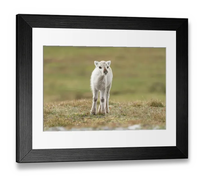 Framed Print : Norway, Svalbard. Close-up of reindeer calf. ©Don Grall / Jaynes Gallery / DanitaDelimont.com Framed Print : Norway, Svalbard. Close-up of reindeer calf. ©Don Grall / Jaynes Gallery / DanitaDelimont.com